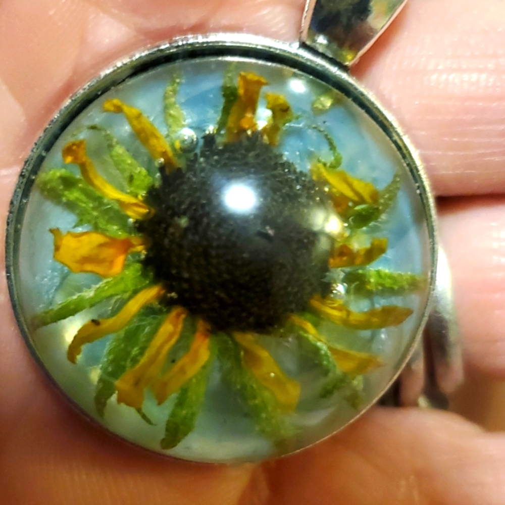 Real Black Eyed Susan Flower Resin Dome Pendant Necklace Silver Bezel 40x30mm